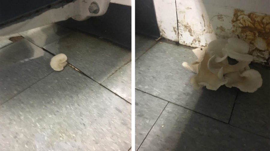 An image of the mushrooms discovered in the Hall High portables bathroom.