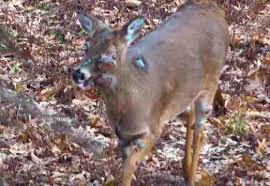 A deer infected with Chronic Wasting Disease