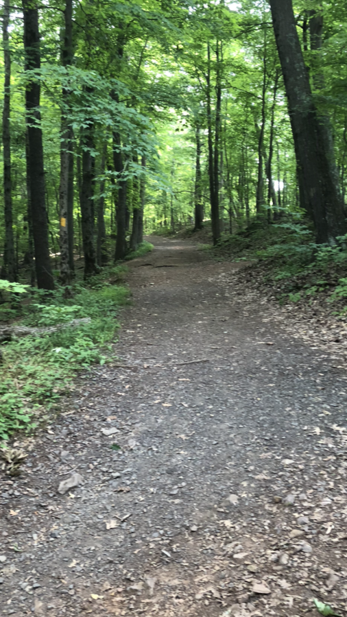 A man walking in the woods.