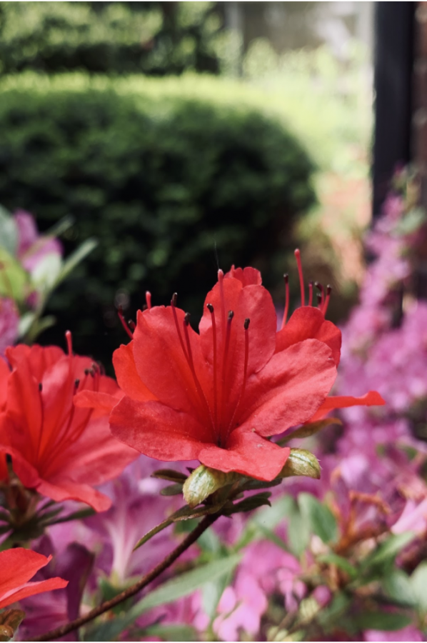 Local flowers, pollinated by honeybees that could be taken out by the new hornets.
