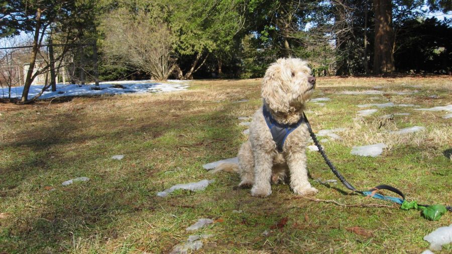 March 10th, pictured on his afternoon walk in Elizabeth Park, Ned enjoys the unusually warm March weather.