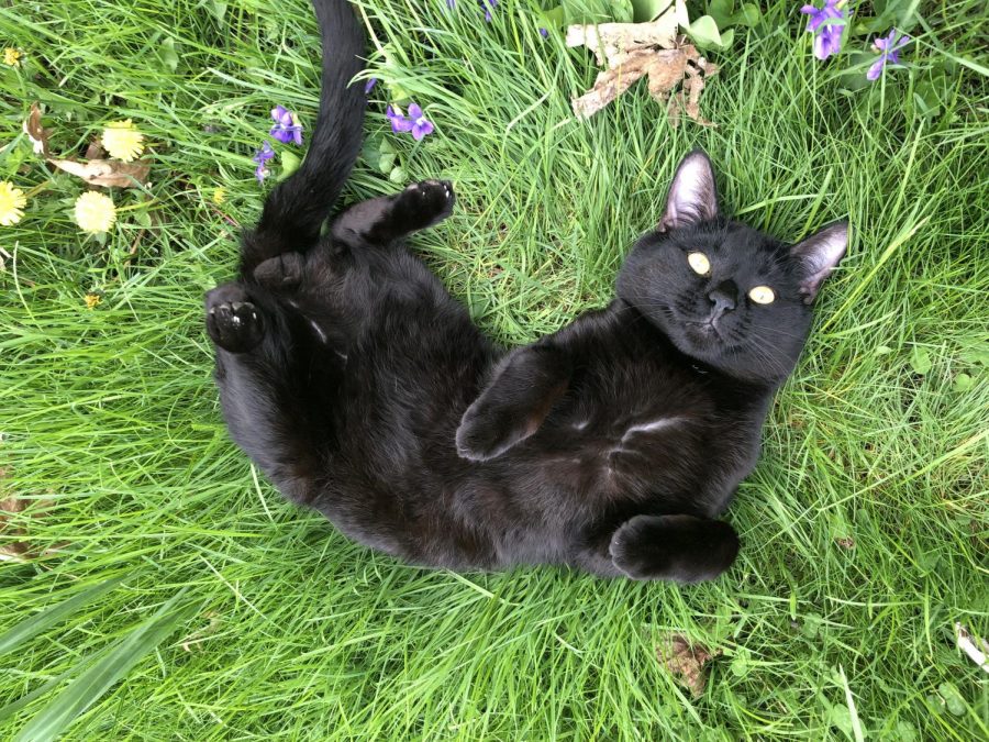 Rolling around in the spring grass is Boness favorite activity! Cat? More like dog.
