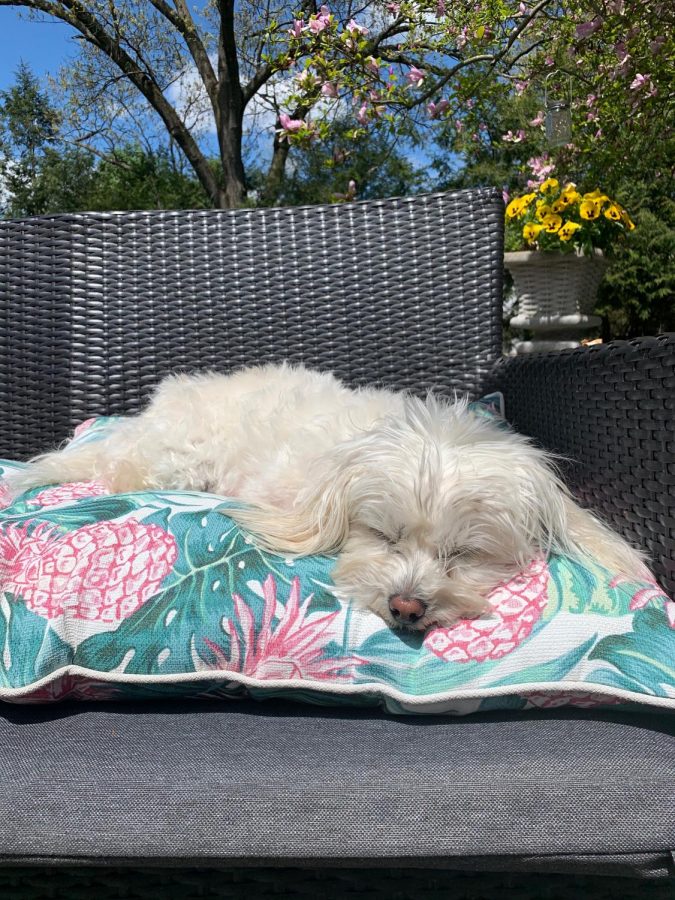 The summer sunshine is Bentleys preferred place to nap!