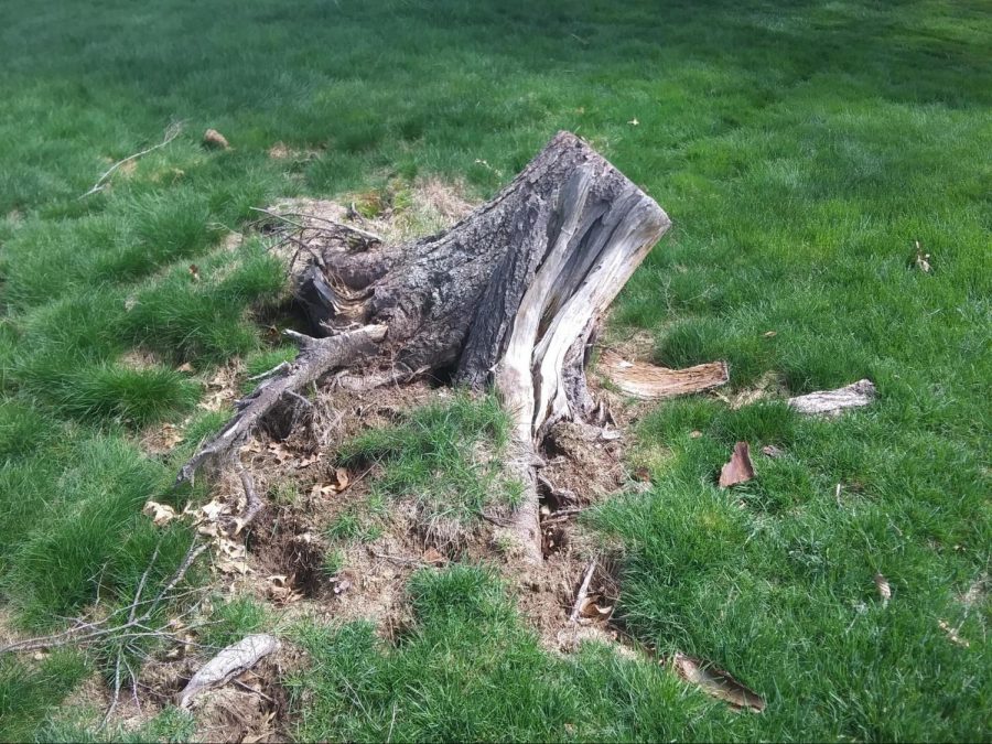 A tree has been cut down in order to make more room in a backyard. Deforestation, commonly thought on a large scale, can still be done sparsely  and have its impacts. 