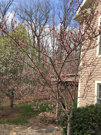 The most beautiful peach tree in the world.