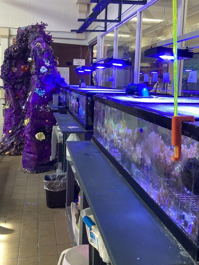 The tanks of Hall High Schools Coral system on Friday, March. 3, 2023, the day the Hall High Coral Project began packing up their corals for Frag Farmers Market.