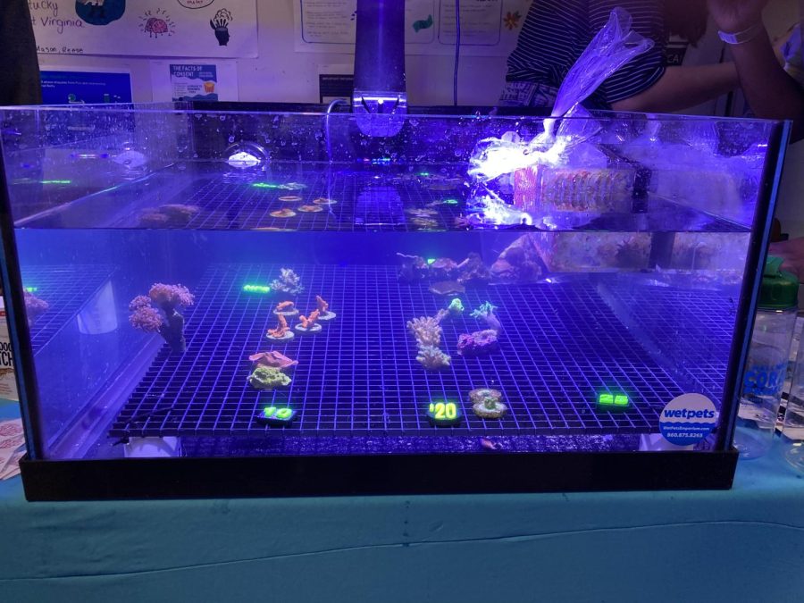 The Hall High Coral Project had a very successful time at the event. They sold over 75% of the coral they brought from Hall. 