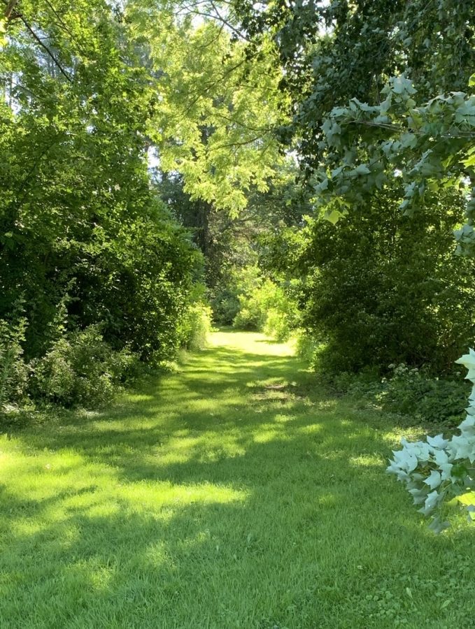 Backwoods pathway in  Eisenhower Park, taken in mid morning. 