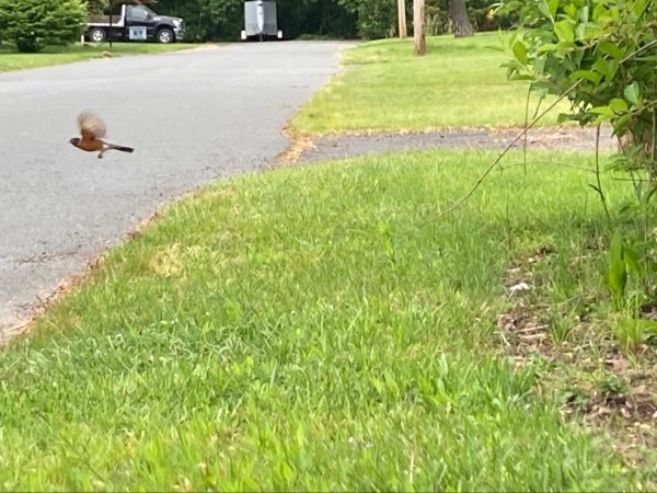 An American Robin in my yard flies away (left) and an unidentified species of bird (modeled out of clay) moves toward the camera (right). 