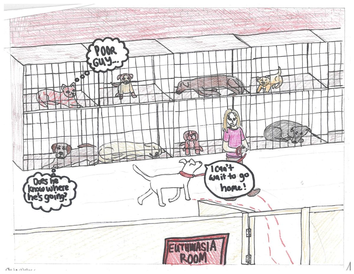 Overcrowded Animal Shelters: The Sad Truth