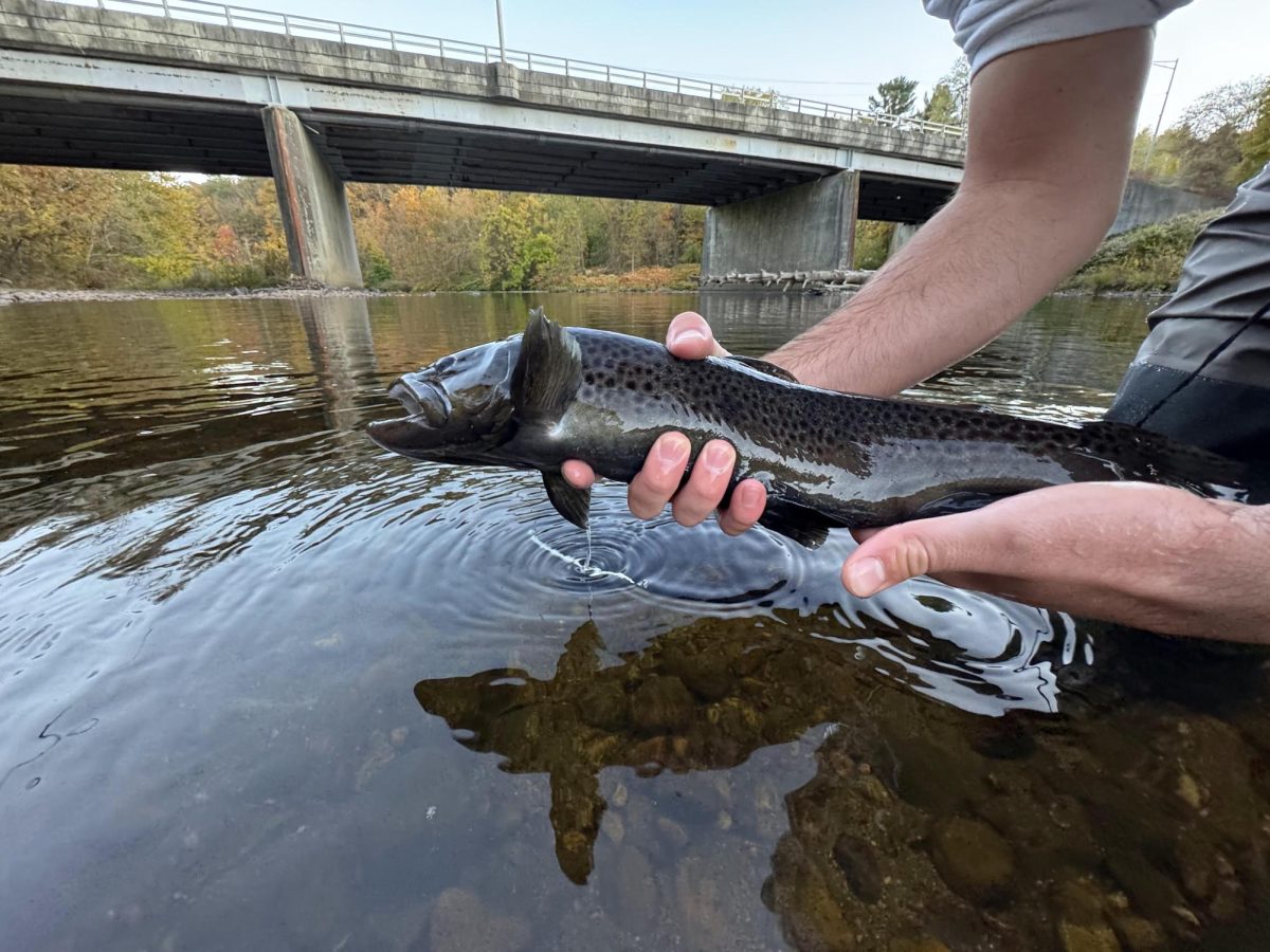 A fly fisherman holds his trout out of the water, a sense of accomplishment floods over him. 