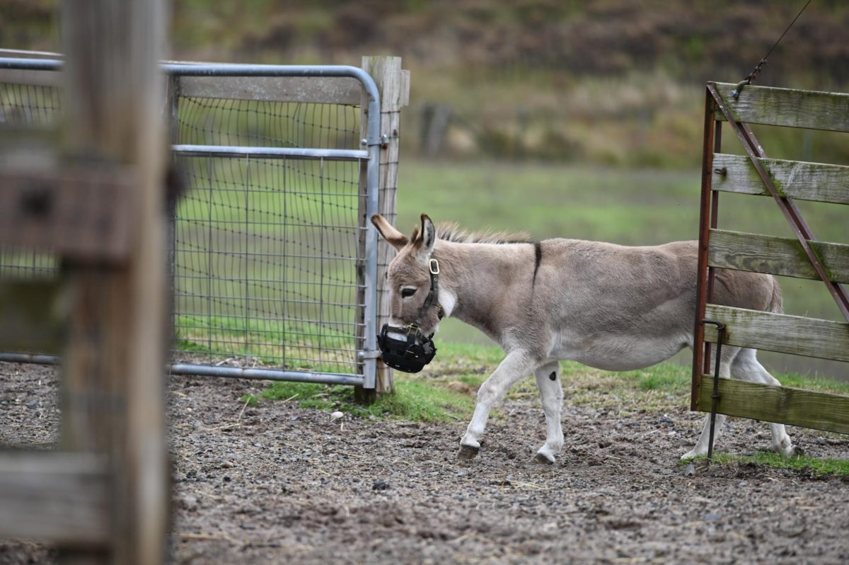 donkey