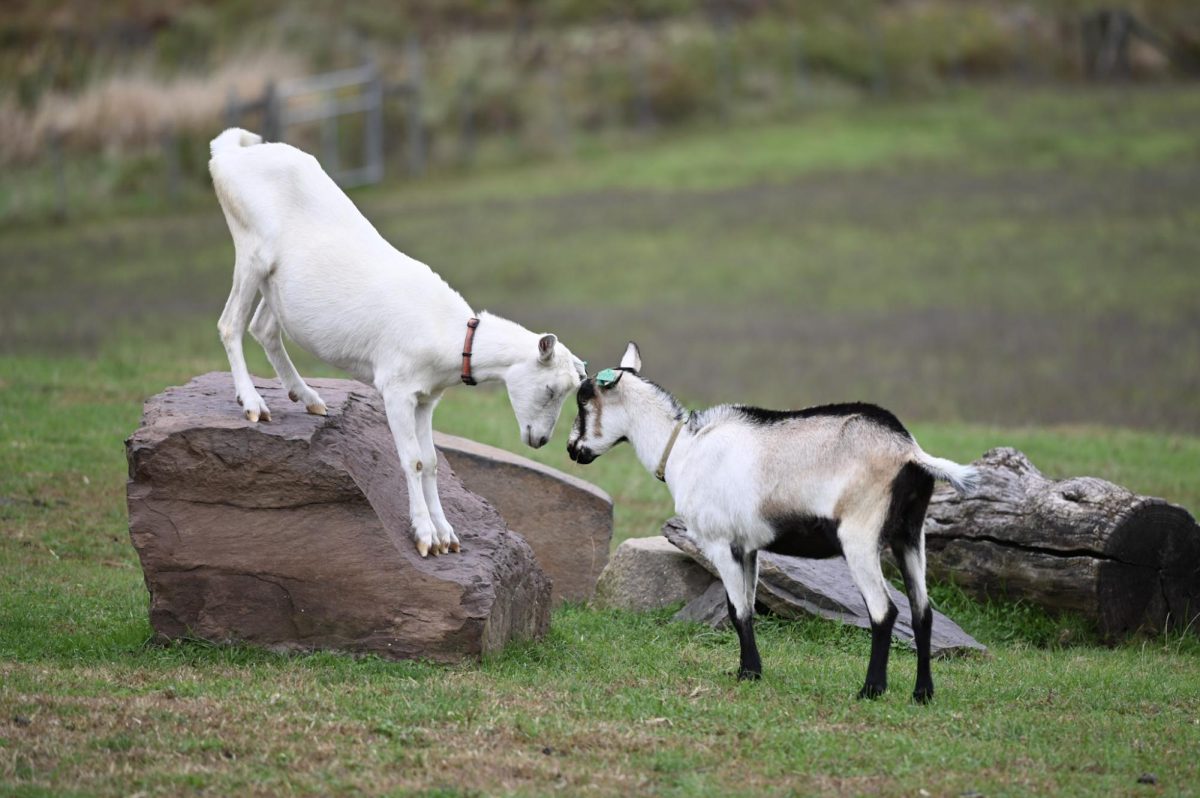 goats rock