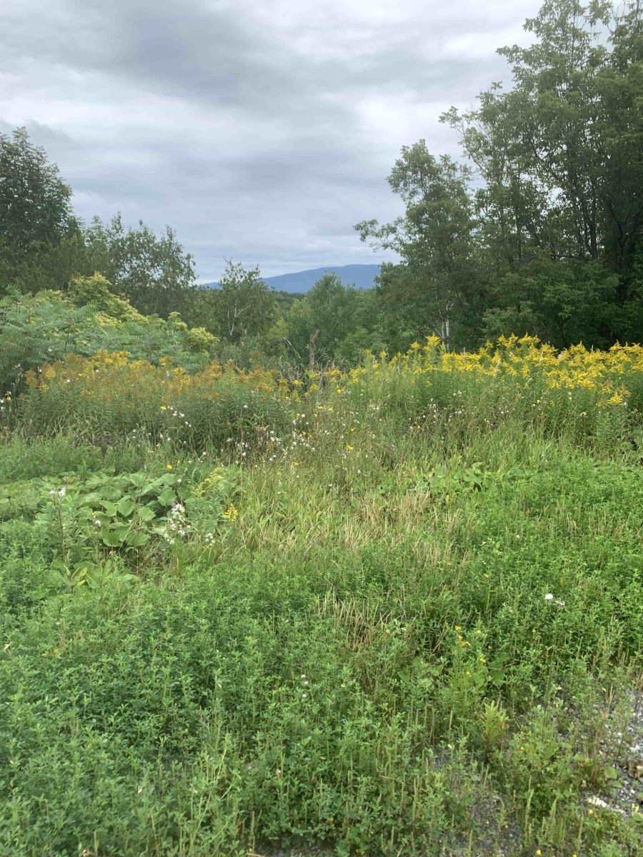Taken in Peru, Vermont. It was taken in a parking lot next to a ski resort in the middle of summer. There is a view of Magic Mountain in the background.

