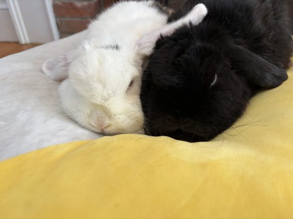 The rabbits laying on a pillow, taking a rest