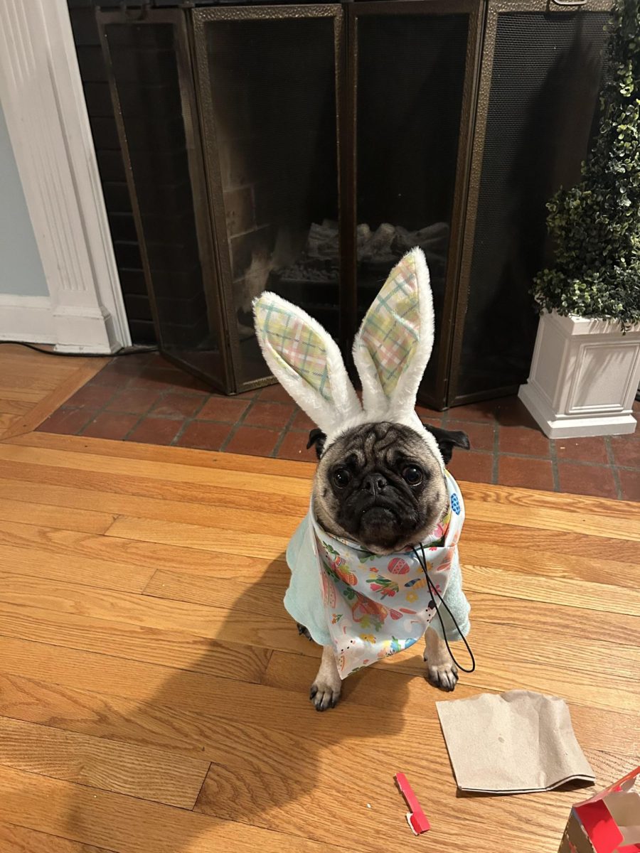 Clementine around Easter time getting into the holiday spirit dressing up in a hilarious bunny costume. Moments of laughing like this show how dogs help us cope using happiness and humor. 
